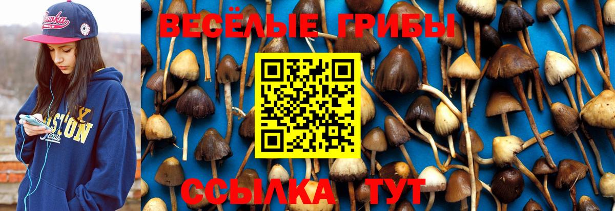 Рославль  Галлюциногенные грибы Cubensis  Вход с VPN 
